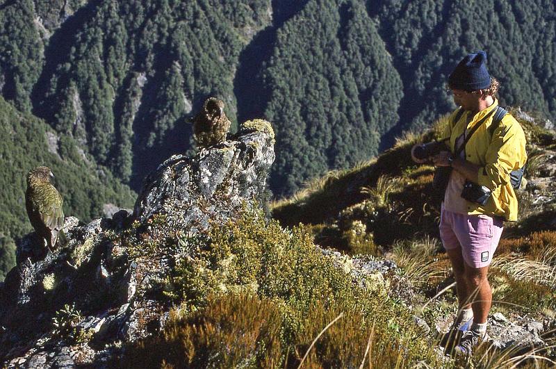 WT 0200 040-13 New Zealand Mellor and Keas.jpg